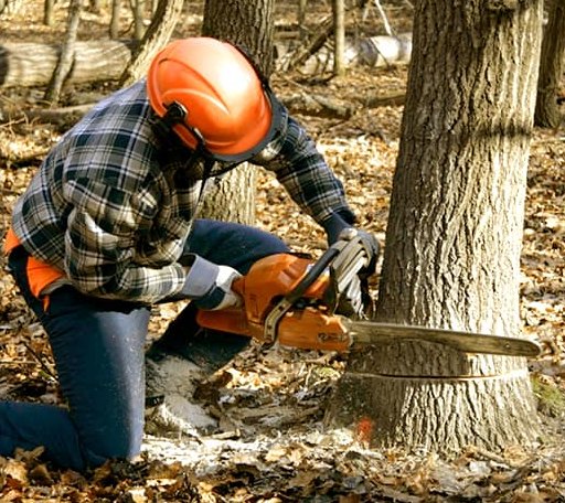 Tree Removal in Ramona, KS